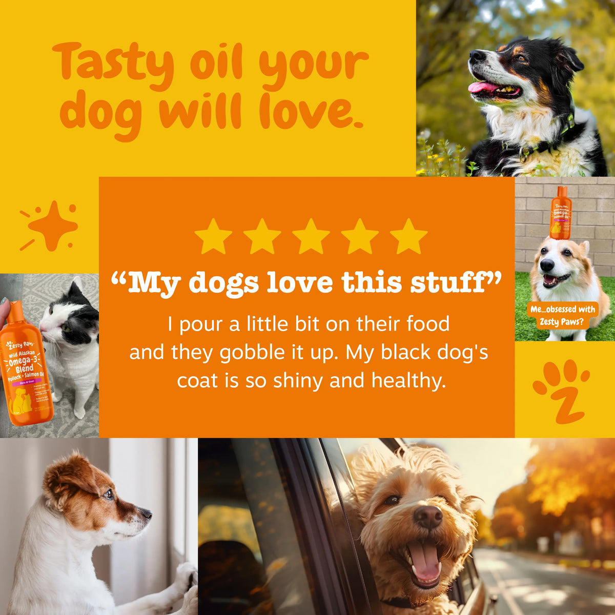 Transform Your Pet’s Dry, Itchy Skin into a Silky, Brilliant Shine in Weeks